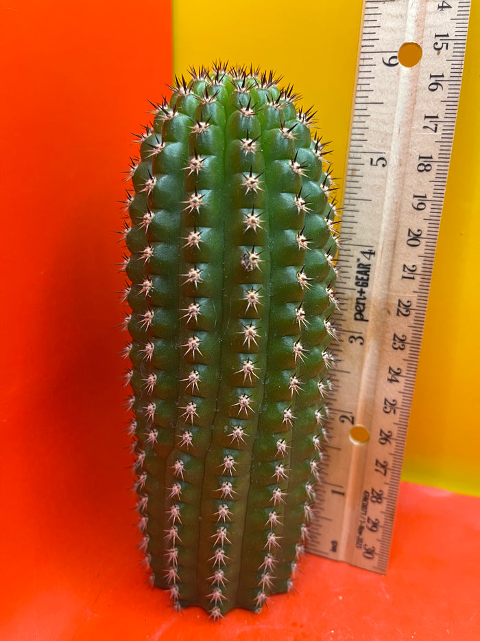 Trichocereus Brevispinulosus