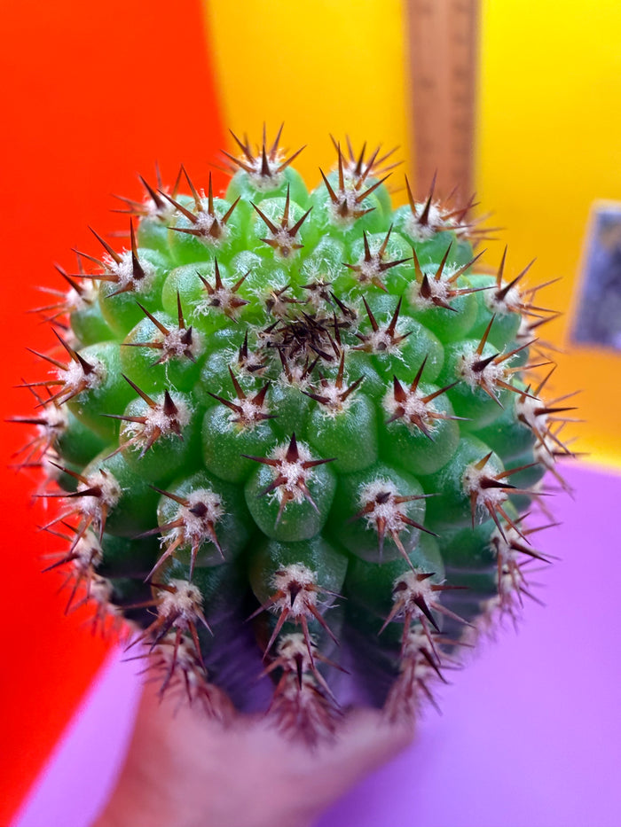 Trichocereus Brevispinulosus