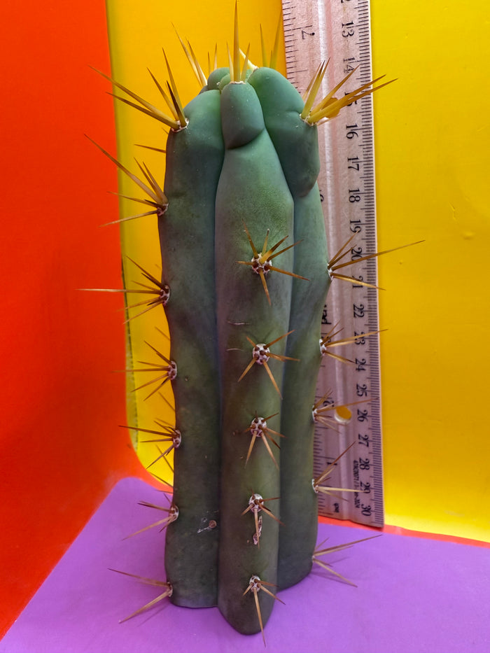 Trichocereus bridgesii- SON OF RON 🌶️🌵