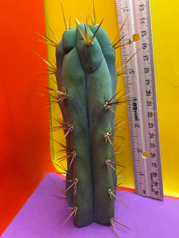 Trichocereus bridgesii- SON OF RON 🌶️🌵