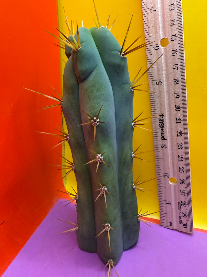 Trichocereus bridgesii- SON OF RON 🌶️🌵