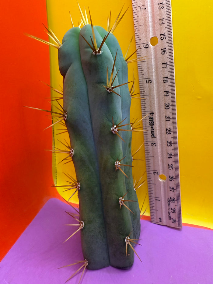 Trichocereus bridgesii- SON OF RON 🌶️🌵