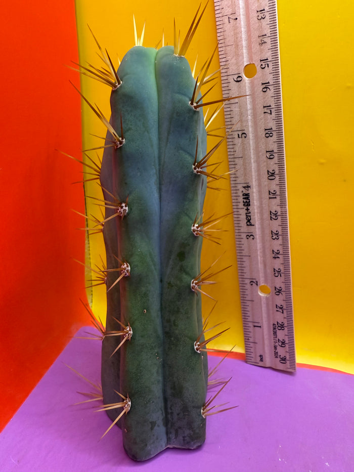 Trichocereus bridgesii- SON OF RON 🌶️🌵