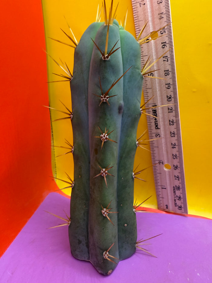 Trichocereus bridgesii- SON OF RON 🌶️🌵