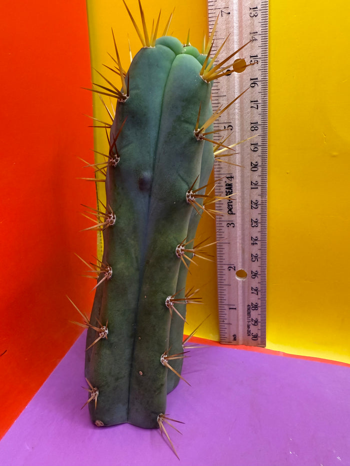 Trichocereus bridgesii- SON OF RON 🌶️🌵