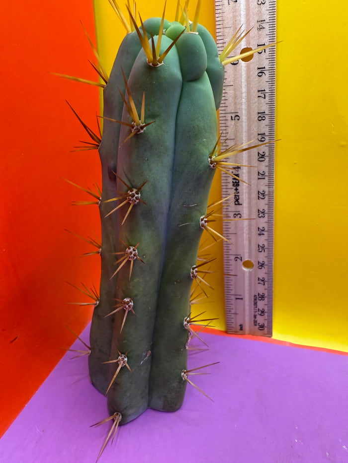 Trichocereus bridgesii- SON OF RON 🌶️🌵