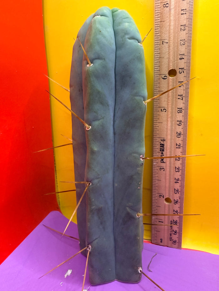 Trichocereus Bridgesii cutting of “DEL DIOS”