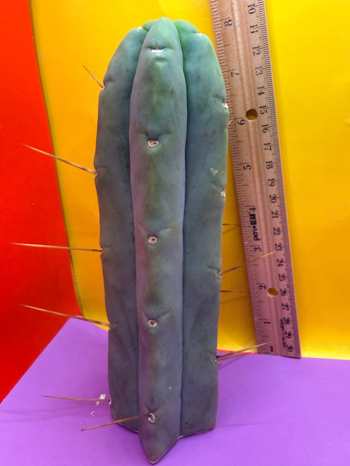 Trichocereus Bridgesii cutting of “DEL DIOS”