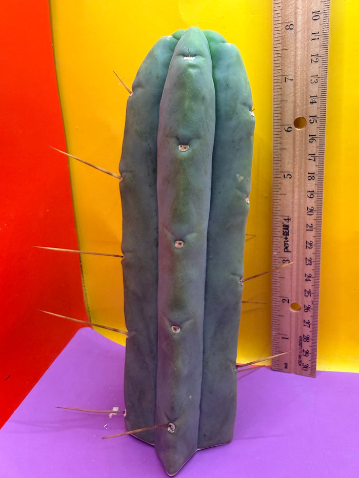 Trichocereus Bridgesii cutting of “DEL DIOS”