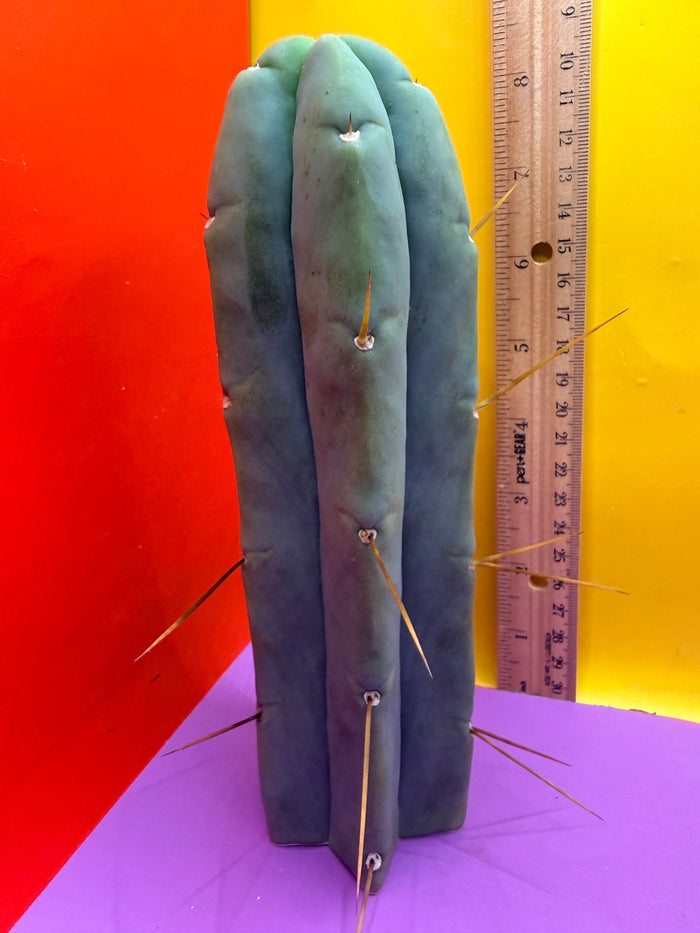 Trichocereus Bridgesii cutting of “DEL DIOS”