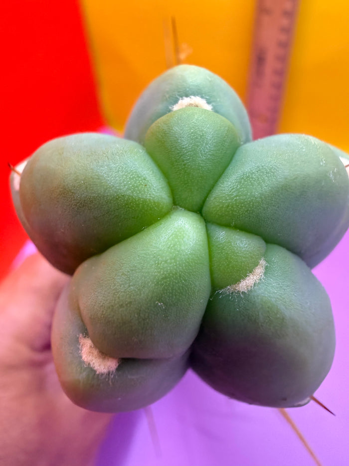 Trichocereus Bridgesii cutting of “DEL DIOS”