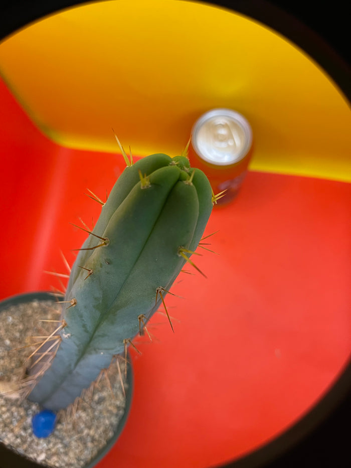 Trichocereus Bridgesii fully rooted