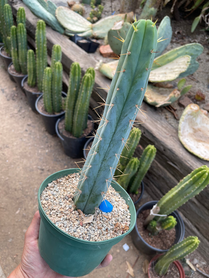 Trichocereus Bridgesii fully rooted