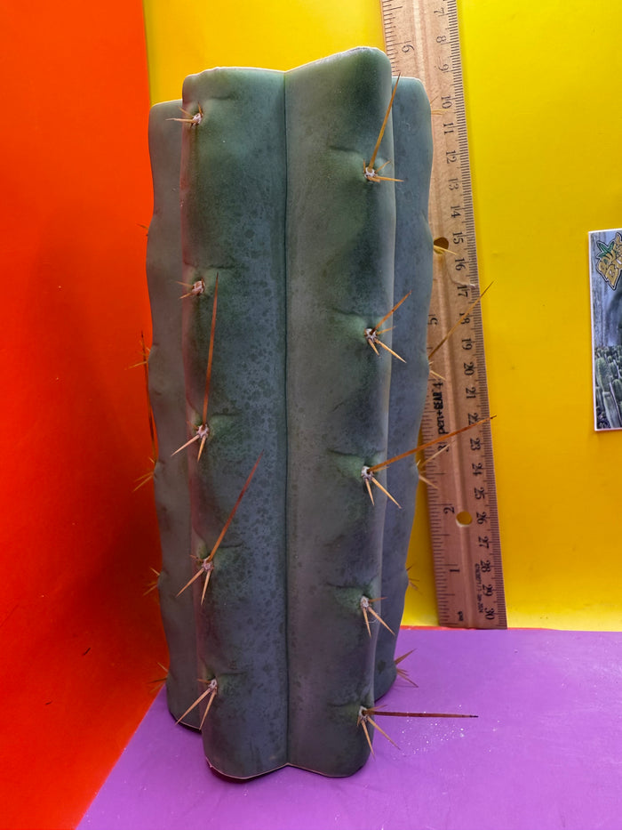 Trichocereus Bridgesii hybrid !