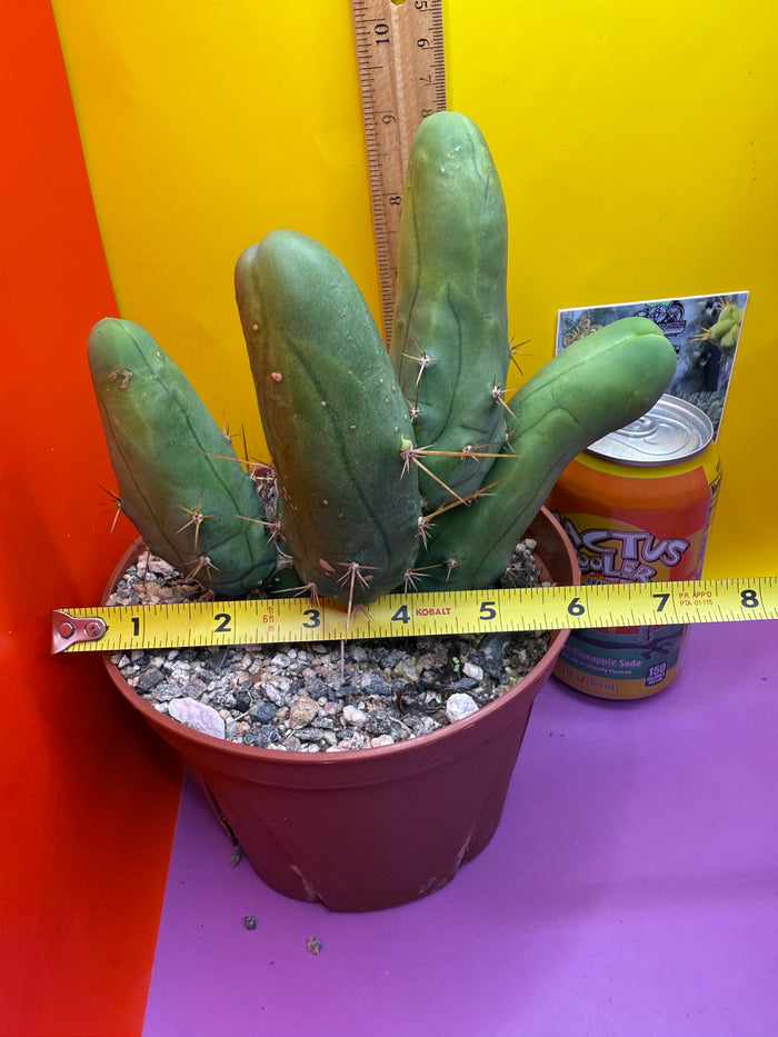 Trichocereus bridgesii monstros 6 segments  , fully rooted and CLEAN !