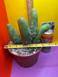Trichocereus bridgesii monstros 6 segments  , fully rooted and CLEAN !