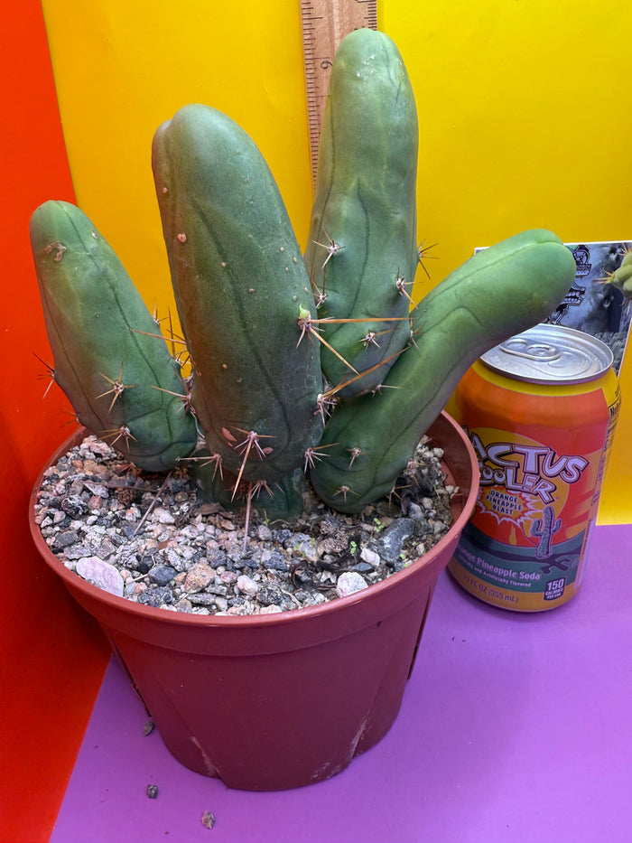 Trichocereus bridgesii monstros 6 segments  , fully rooted and CLEAN !