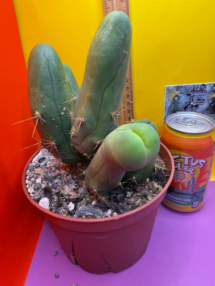 Trichocereus bridgesii monstros 6 segments  , fully rooted and CLEAN !
