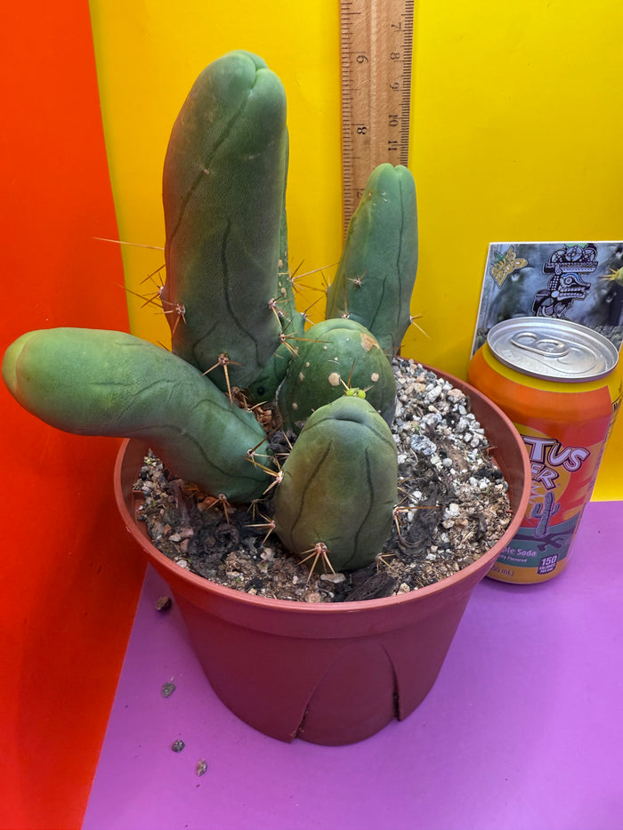 Trichocereus bridgesii monstros 6 segments  , fully rooted and CLEAN !