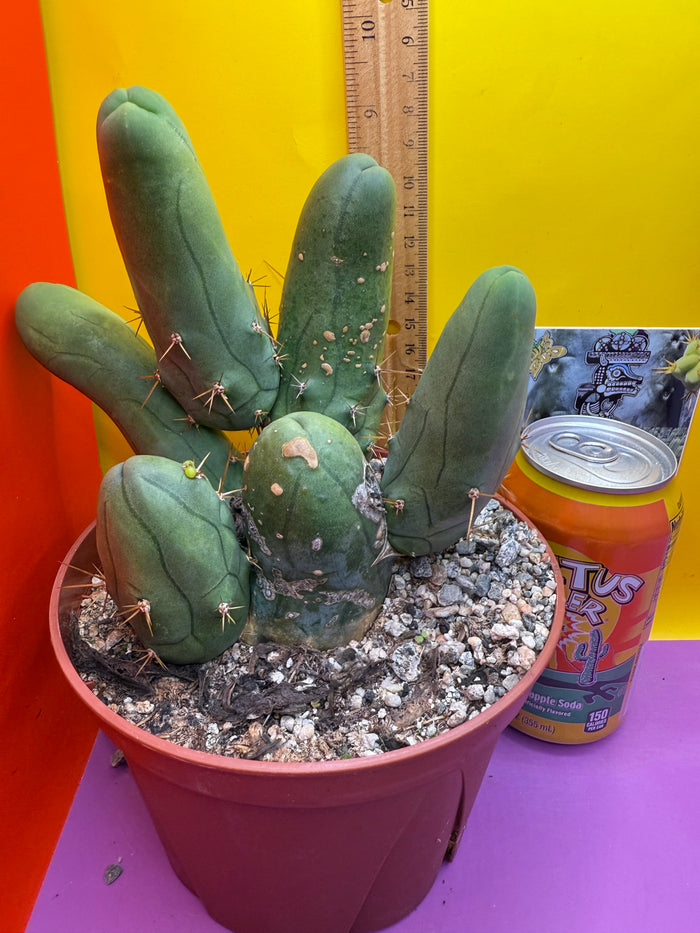 Trichocereus bridgesii monstros 6 segments  , fully rooted and CLEAN !