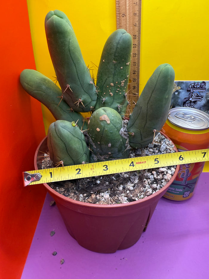 Trichocereus bridgesii monstros 6 segments  , fully rooted and CLEAN !