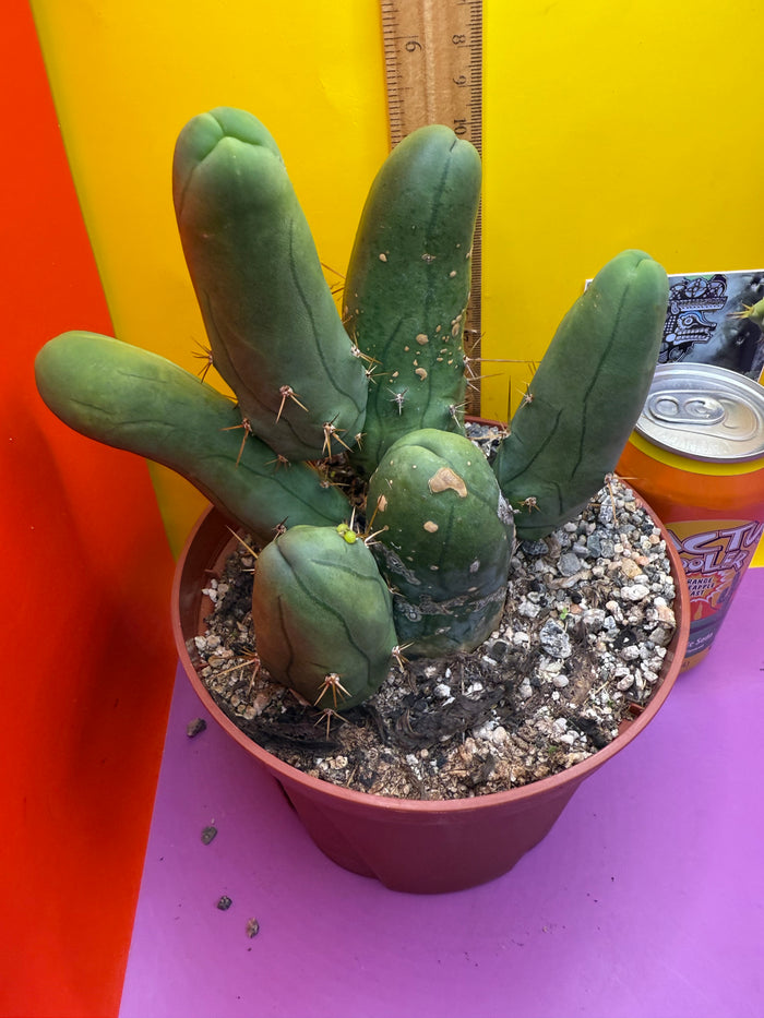 Trichocereus bridgesii monstros 6 segments  , fully rooted and CLEAN !