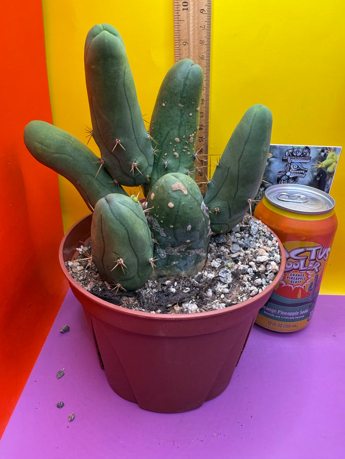 Trichocereus bridgesii monstros 6 segments  , fully rooted and CLEAN !