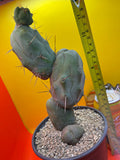 TRICHOCEREUS BRIDGESii MONSTROSE