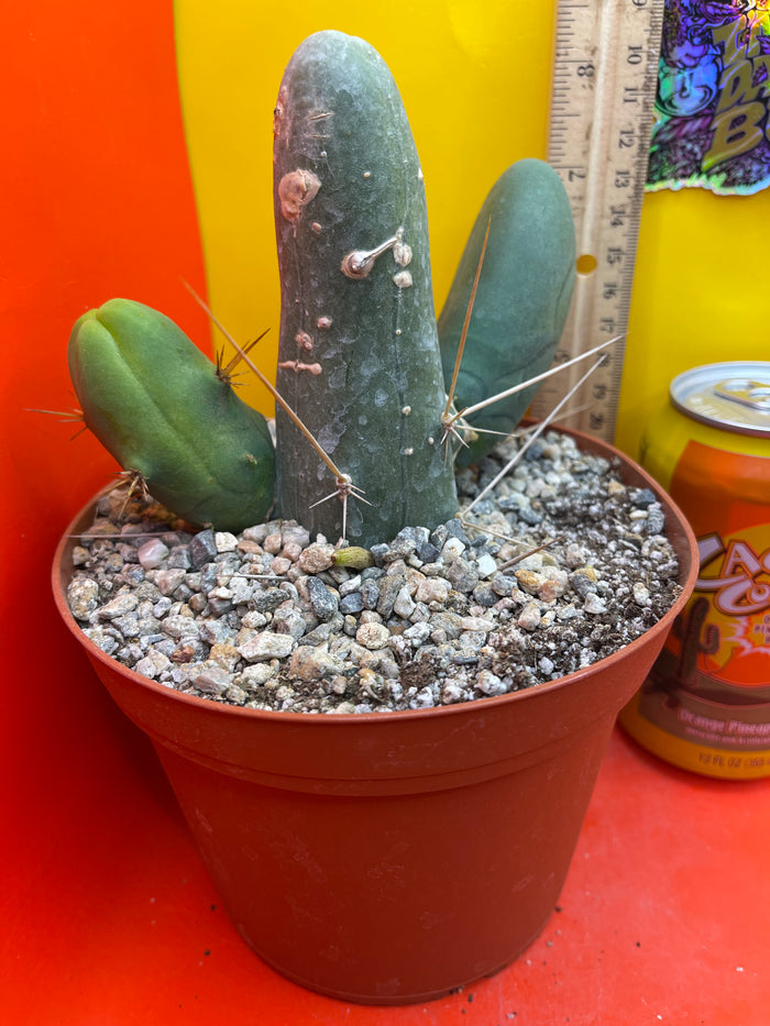 Trichocereus Bridgesii Monstrose