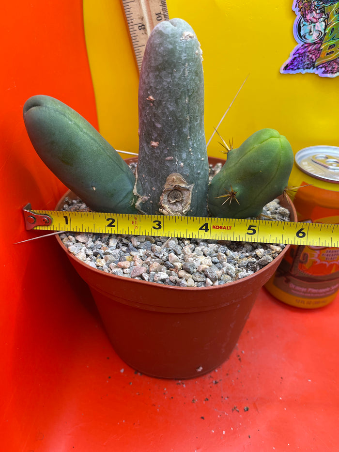 Trichocereus Bridgesii Monstrose