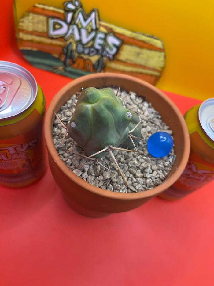 Trichocereus bridgesii Monstrose
