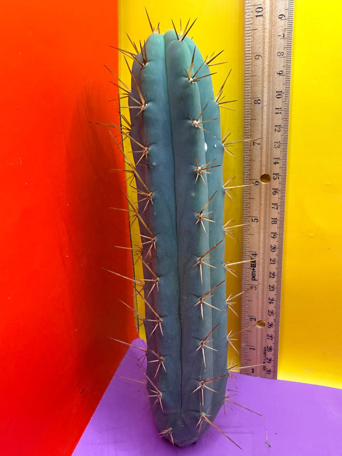 Trichocereus Bridgesii SS02 O.P. !