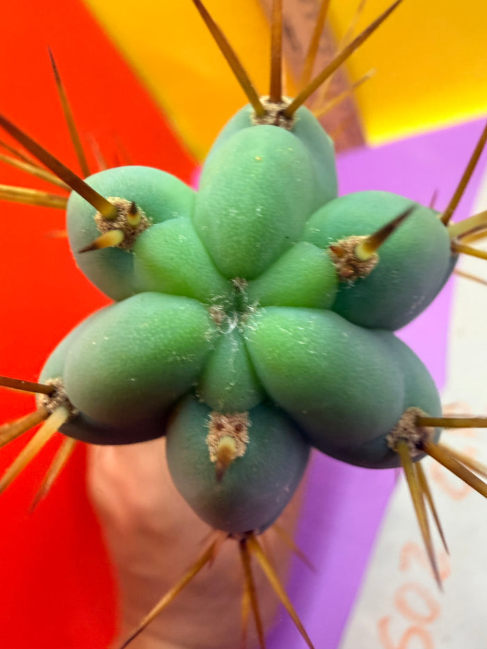 Trichocereus Bridgesii SS02 O.P. !