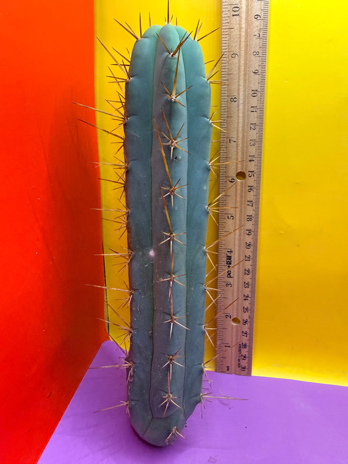 Trichocereus Bridgesii SS02 O.P. !