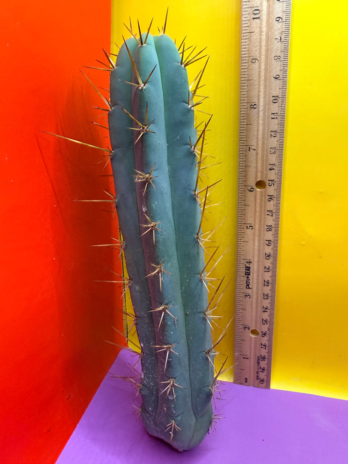 Trichocereus Bridgesii SS02 O.P. !