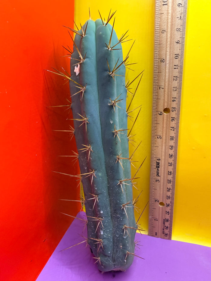 Trichocereus Bridgesii SS02 O.P. !