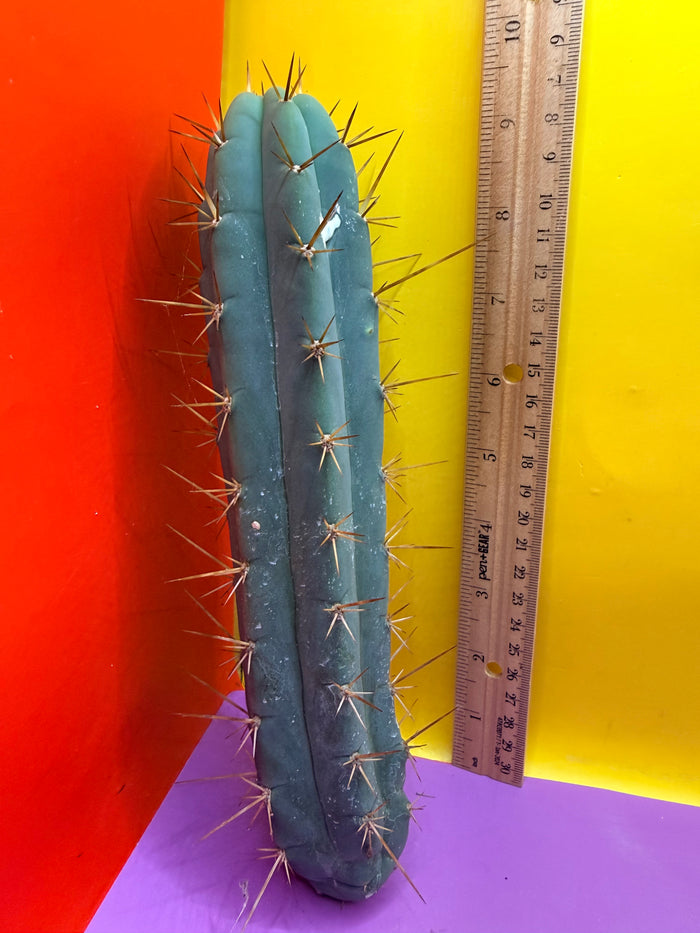 Trichocereus Bridgesii SS02 O.P. !