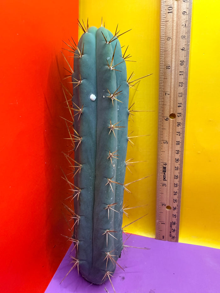 Trichocereus Bridgesii SS02 O.P. !