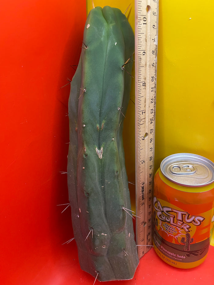 Trichocereus Bridgesii