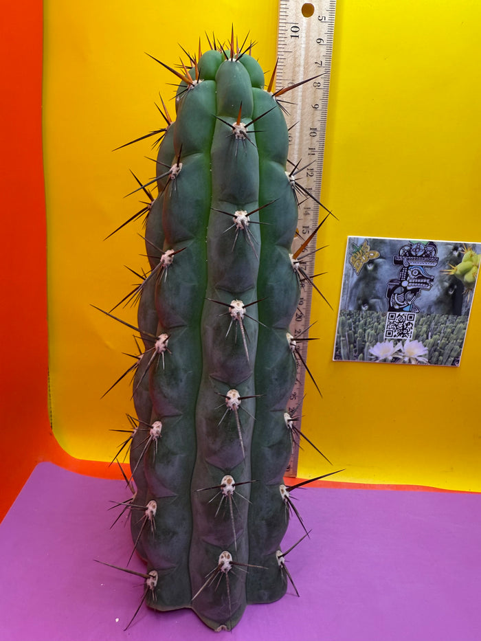 Trichocereus Chala !