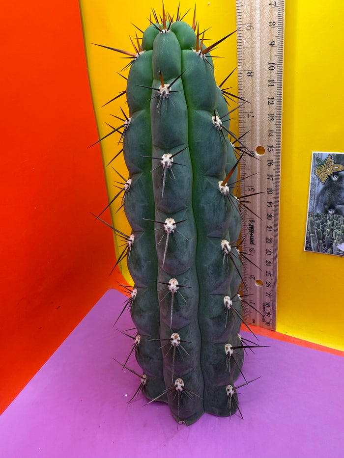Trichocereus Chala !