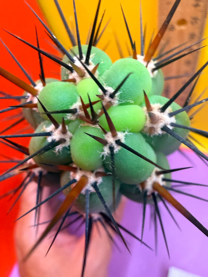 TRICHOCEREUS CHALA !