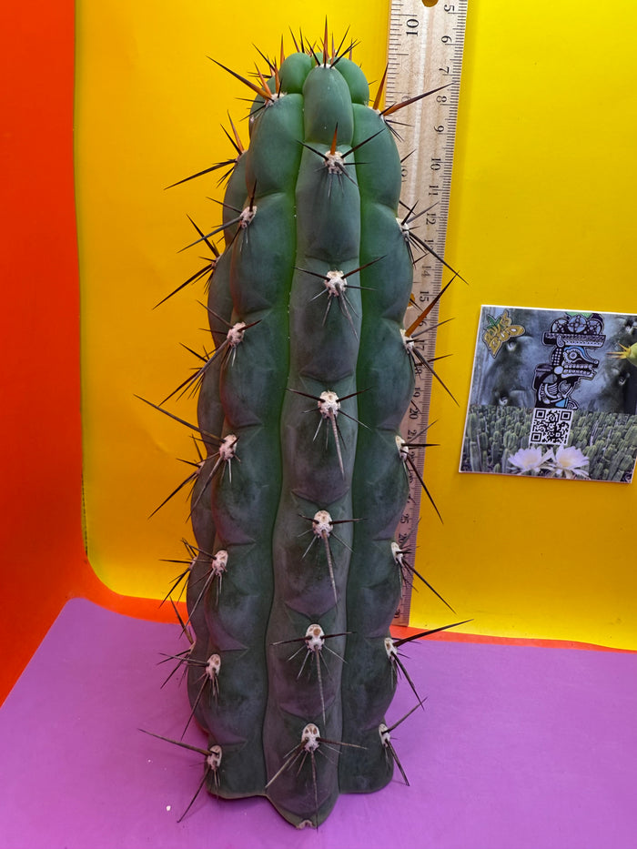 Trichocereus Chala !