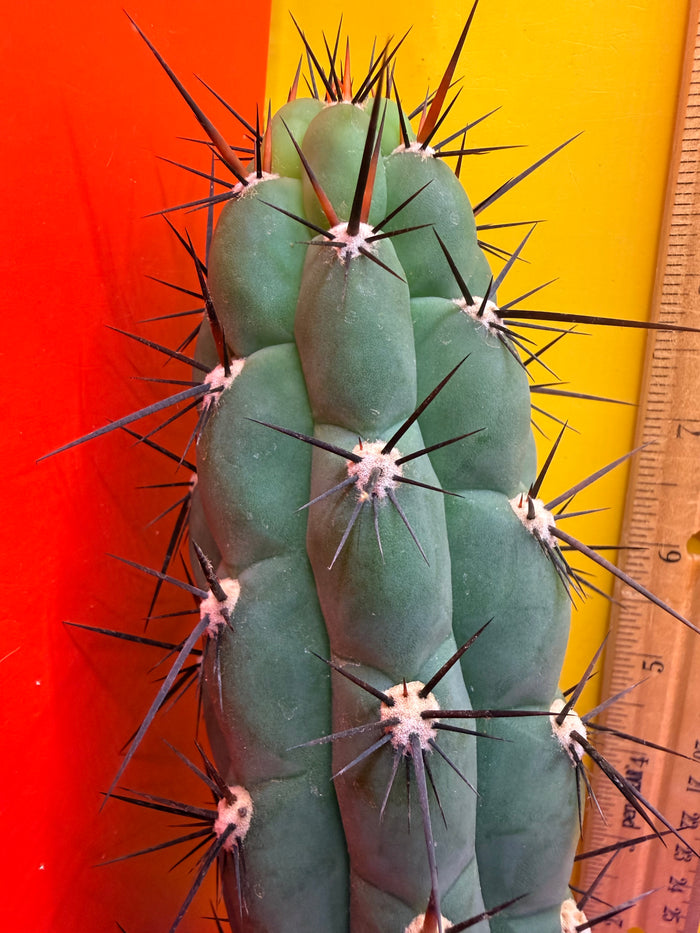 TRICHOCEREUS CHALA !