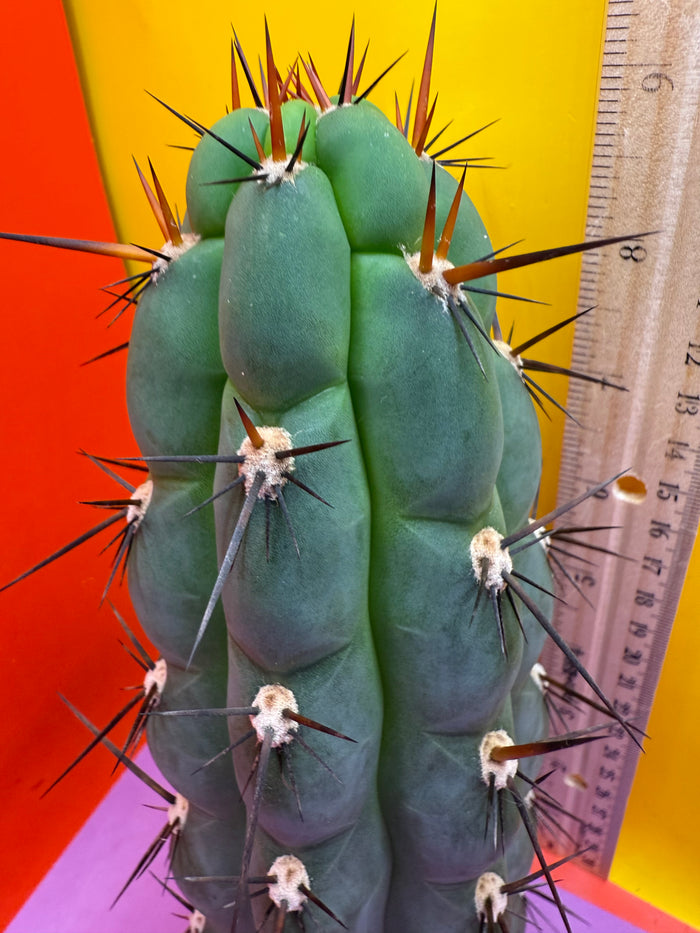 Trichocereus Chala !