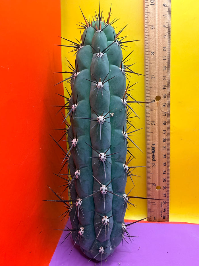 TRICHOCEREUS CHALA !