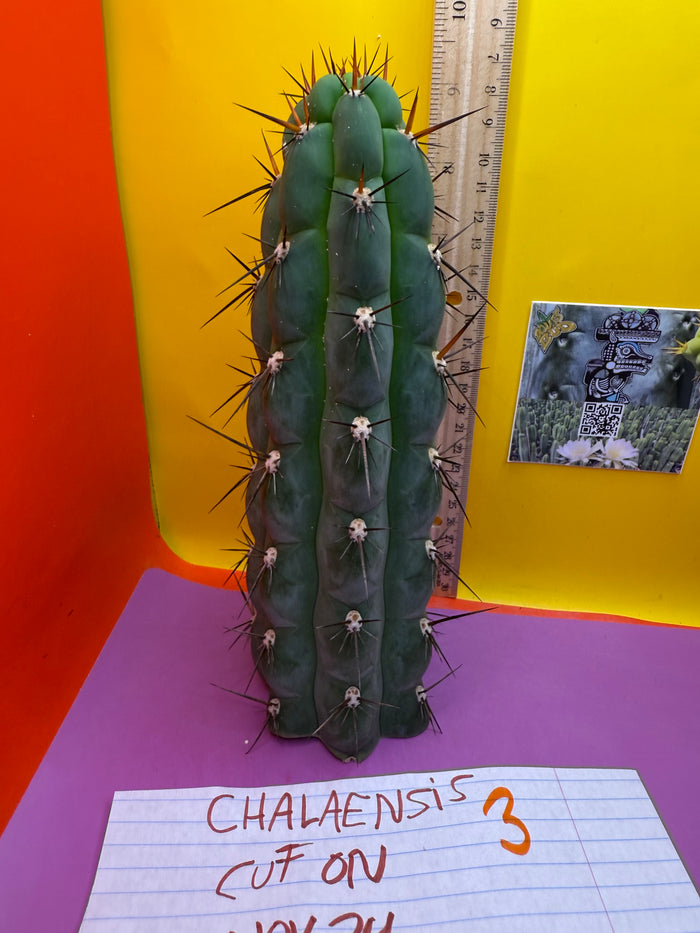 Trichocereus Chala !