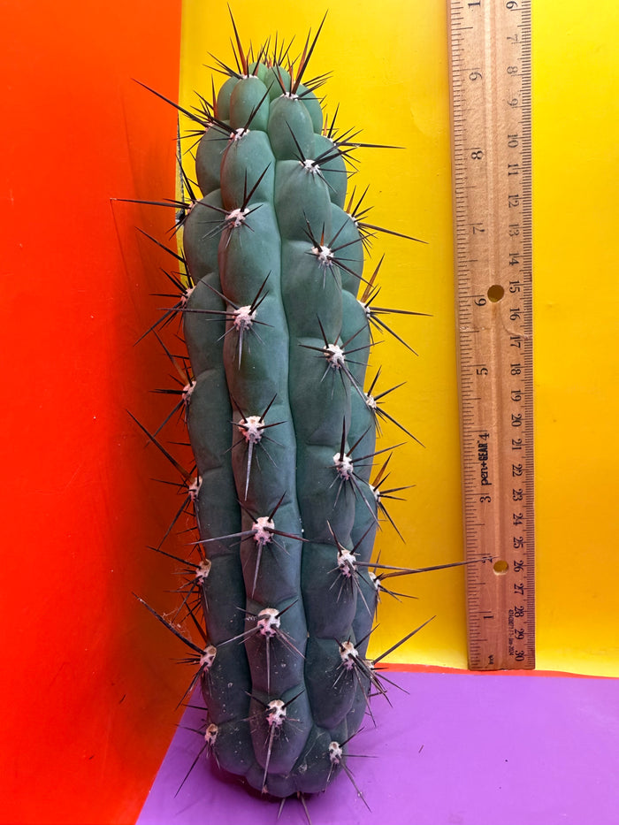 TRICHOCEREUS CHALA !
