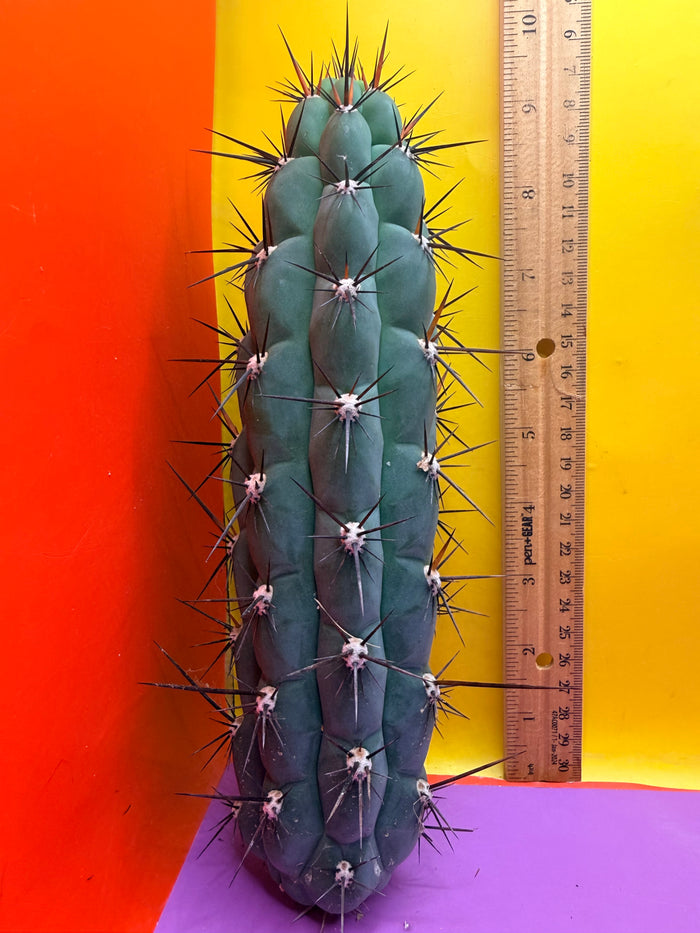 TRICHOCEREUS CHALA !