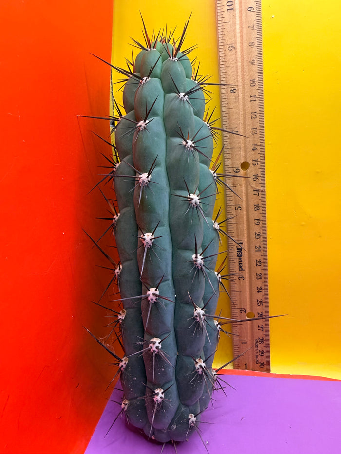 TRICHOCEREUS CHALA !